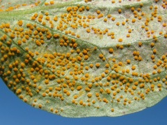 Rossmanomyces pyrolae