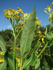 Coleosporium senecionis