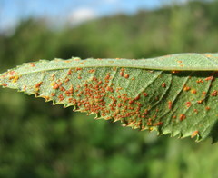 Coleosporium senecionis