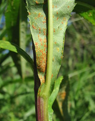 Coleosporium senecionis