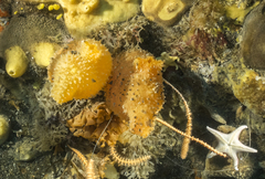 Cnemidocarpa verrucosa