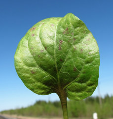 Rossmanomyces pyrolae