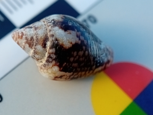 Columbella rustica