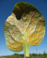 Rossmanomyces pyrolae