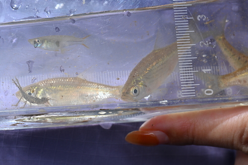 Lined minnow (Metzia lineata) — Cyprinidae — 5