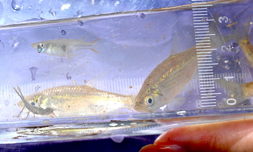 Lined minnow (Metzia lineata) — Cyprinidae — 4