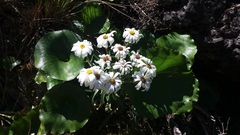 Dolichoglottis scorzoneroides