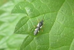 Dryophilocoris flavoquadrimaculatus