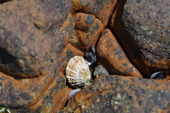 Scutellastra granularis