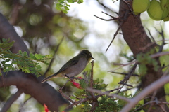 Zosterops virens capensis