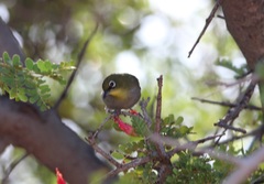 Zosterops virens capensis
