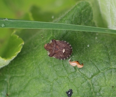 Dyroderes umbraculatus