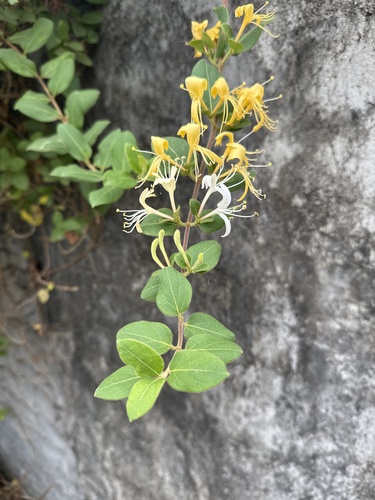 Japanese honeysuckle