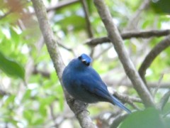 Cyornis unicolor