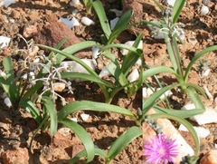 Ledebouria revoluta