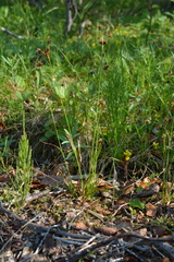 Luzula multiflora sibirica