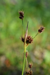 Luzula multiflora sibirica