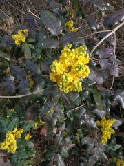 Berberis aquifolium