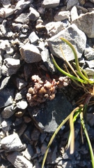 Veronica cheesemanii