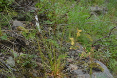Luzula multiflora sibirica