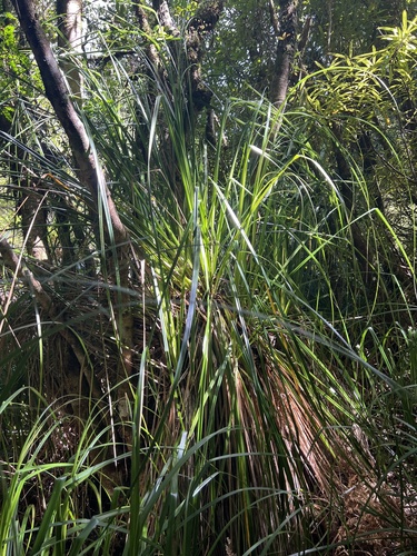 Giant cutty grass (Gahnia xanthocarpa)