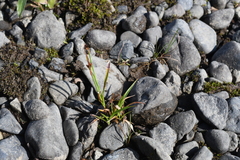 Luzula multiflora sibirica