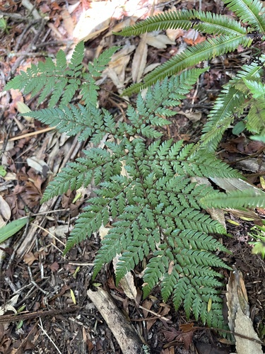 stumpy tree fern (Dicksonia lanata)