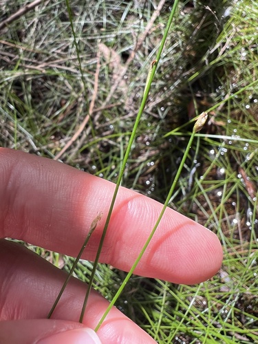 Slender Spike Sedge (Eleocharis gracilis)