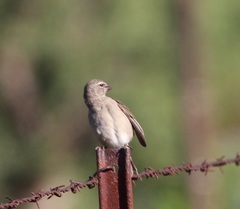 Crithagra albogularis