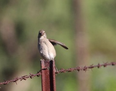 Crithagra albogularis