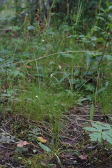 Luzula multiflora sibirica