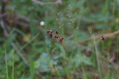 Luzula multiflora sibirica