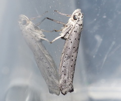 Yponomeuta fumigatus