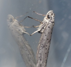 Yponomeuta fumigatus