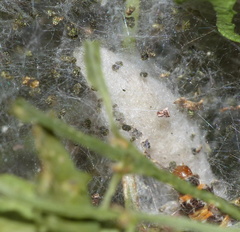 Yponomeuta fumigatus