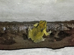 Duttaphrynus melanostictus