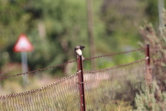 Crithagra albogularis