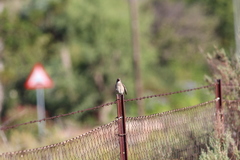 Crithagra albogularis