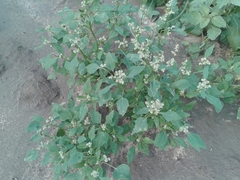 Chenopodium suecicum