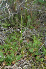 Luzula multiflora sibirica