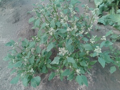Chenopodium suecicum