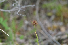 Luzula multiflora sibirica