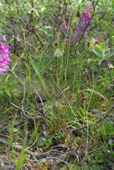 Luzula multiflora sibirica