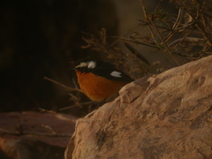 Phoenicurus moussieri