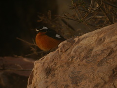 Phoenicurus moussieri