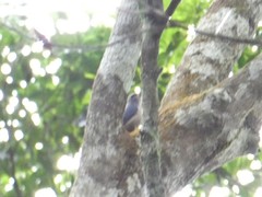 Sitta solangiae chienfengensis