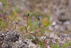 Luzula multiflora sibirica
