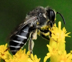 Colletes simulans armatus