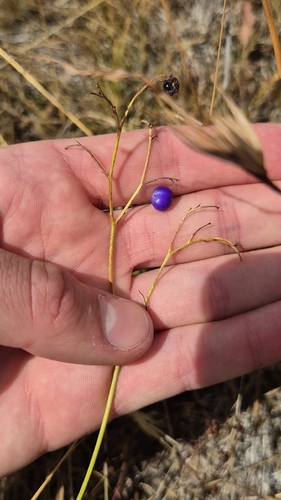 matted flax-lily (Dianella amoena)