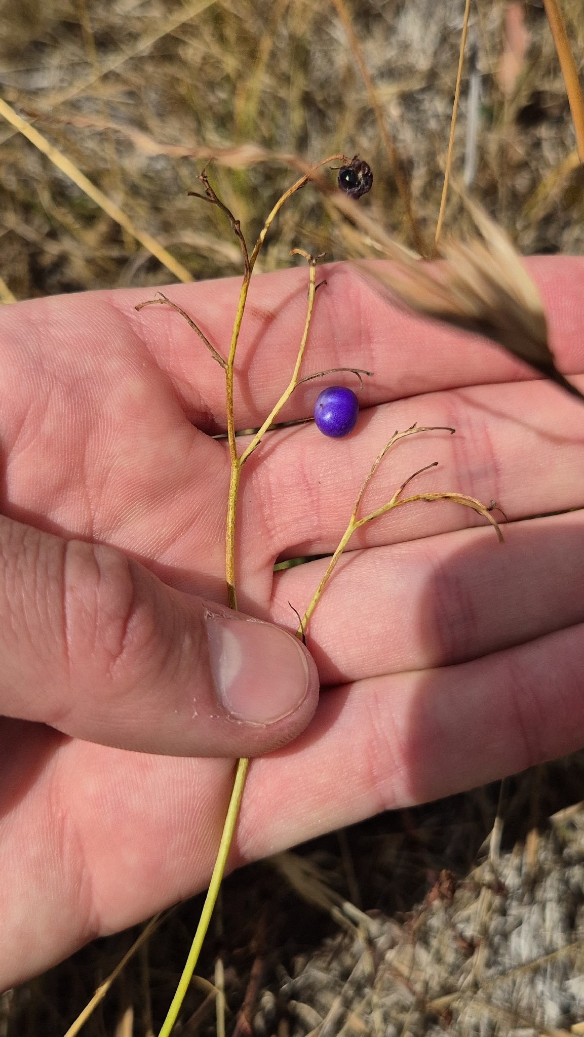 Matted Flax-Lily (Dianella amoena)